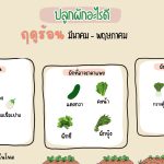 ปลูกผักอะไรดี? ฤดูร้อน