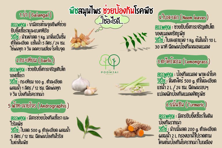 พืชสมุนไพรช่วยป้องกันโรคพืช