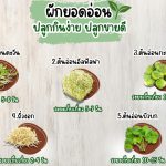 ผักยอดอ่อน ปลูกง่าย ขายดี