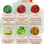 พริกแต่ละชนิดแตกต่างกันอย่างไร?