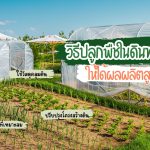 วิธีปลูกพืชในดินทรายให้ได้ผลผลิตสูงสุด