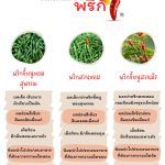 ความแตกต่างพริก 3 สายพันธุ์