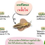 เพลี้ยไฟ