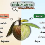 น้อยหน่าและน้อยโหน่ง